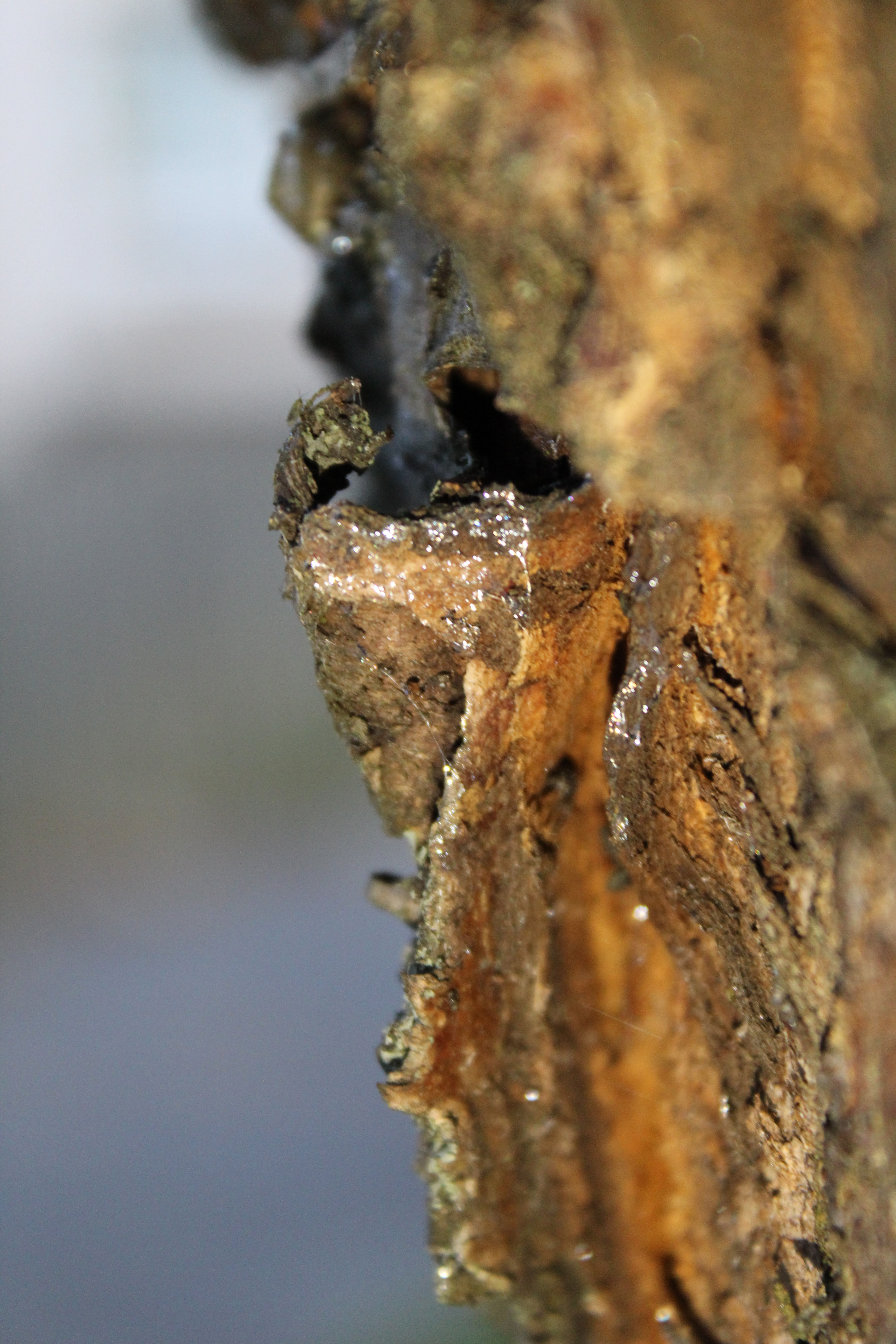 Sap